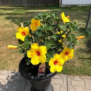 Meet your Posher, Suzanne